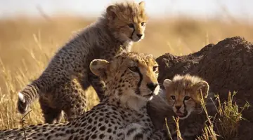 Kenia i Tanzania - W poszukiwaniu źródeł Nilu