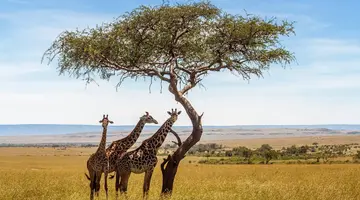 Kenia i Tanzania - W poszukiwaniu źródeł Nilu