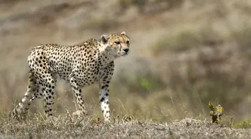 Kenia i Tanzania - W poszukiwaniu źródeł Nilu