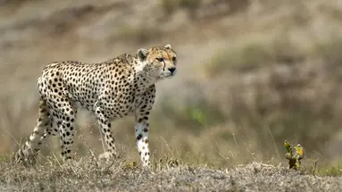 Kenia i Tanzania - W poszukiwaniu źródeł Nilu