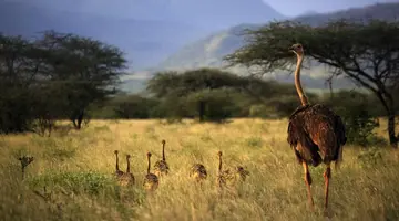 Kenia i Tanzania