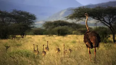 Kenia i Tanzania