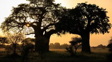 Kenia i Tanzania