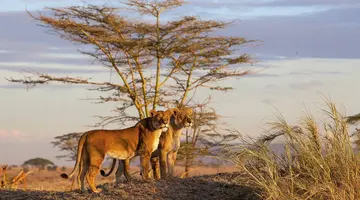 Kenia i Tanzania