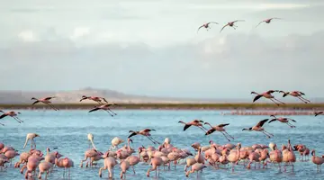 Kenia i Tanzania