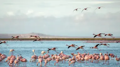 Kenia i Tanzania