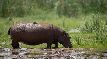 Kenia i Tanzania