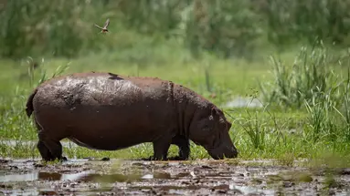 Kenia i Tanzania