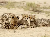 Kenia i Tanzania