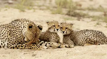 Kenia i Tanzania