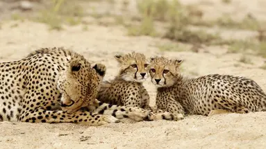 Kenia i Tanzania