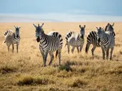 Kenia i Tanzania