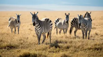 Kenia i Tanzania