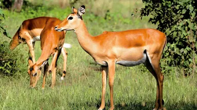 Kenia i Tanzania