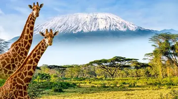 Kenijskie trio + Bamburi Beach 