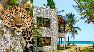 Kenijskie trio + Jacaranda Indian Ocean 