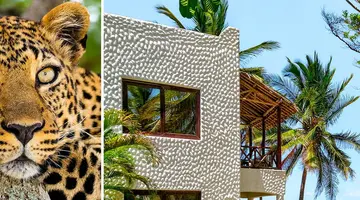 Kenijskie trio + Jacaranda Indian Ocean