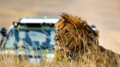 Kenijskie trio + Jacaranda Indian Ocean 