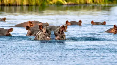 Kenijskie trio + Neptune Beach