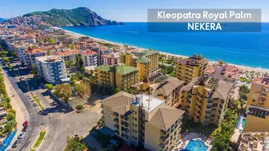 KLEOPATRA ROYAL PALM