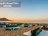 KLEOPATRA ROYAL PALM