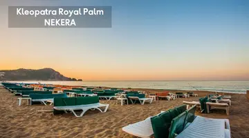 KLEOPATRA ROYAL PALM