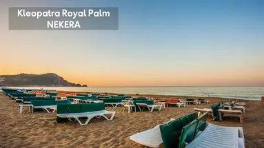 KLEOPATRA ROYAL PALM