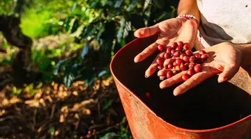 Kolumbia: Smak Kawy i Słońca + Hotel Estelar Santamar