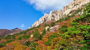 Korea Południowa - oko w oko z azjatyckim tygrysem premium