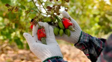 Królestwa Ludów Diola