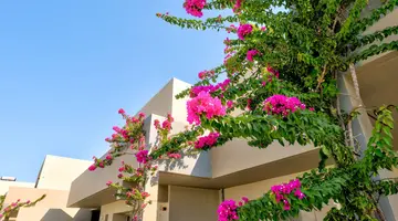 Lambi Resort