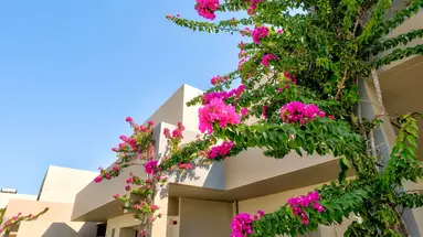 Lambi Resort