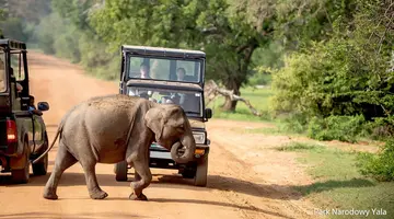 Lankijskie Safari