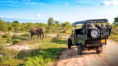 Lankijskie Safari