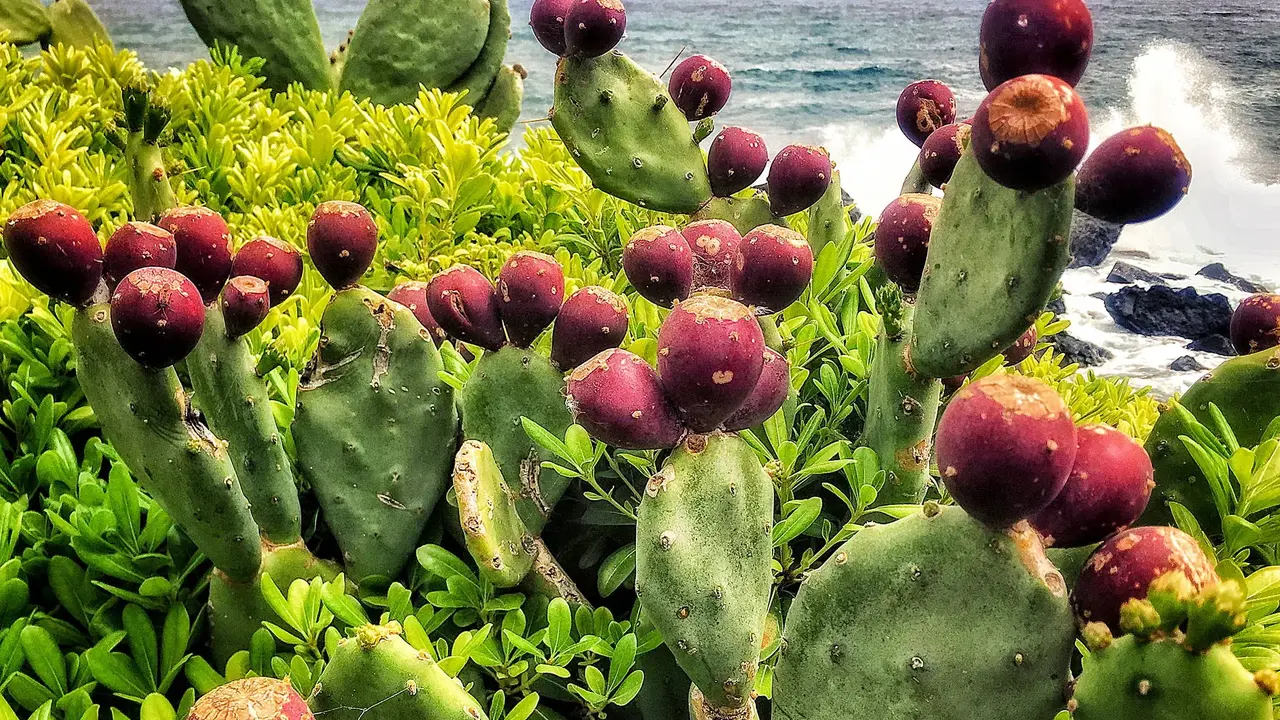 Lanzarote i Fuerteventura - Wyspy Ognia i Wiatru