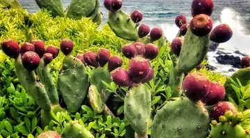 Lanzarote i Fuerteventura - Wyspy Ognia i Wiatru
