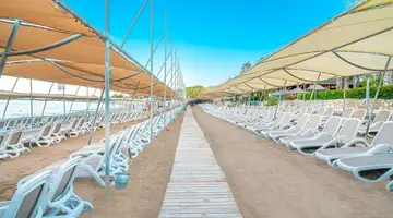 Leodikya Kirman Premium