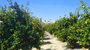 Leonidas Village Houses