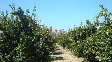 Leonidas Village Houses