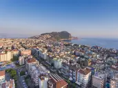 LONICERA CITY KLEOPATRA
