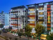 Lonicera City Kleopatra