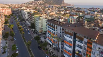 LONICERA CITY KLEOPATRA