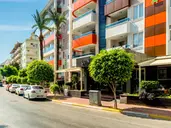 Lonicera City Kleopatra