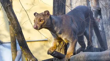 Madagaskar - aleja baobabów i parki narodowe
