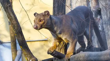Madagaskar - aleja baobabów i parki narodowe