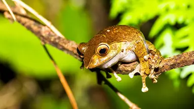Madagaskar - aleja baobabów i parki narodowe