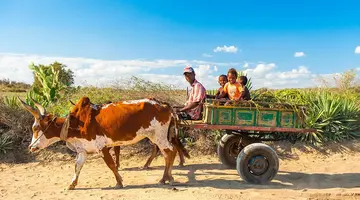 Madagaskar - aleja baobabów i parki narodowe