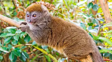 Madagaskar - aleja baobabów i parki narodowe