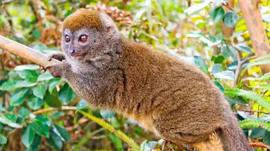 Madagaskar - aleja baobabów i parki narodowe