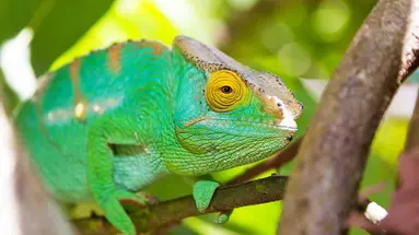 Madagaskar - aleja baobabów i parki narodowe